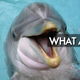 Illustration for article titled Dont be fooled: dolphins are actually huge assholes